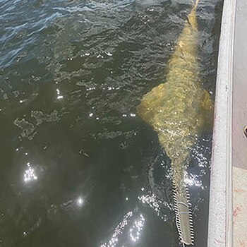 Encuentran en Estados Unidos un