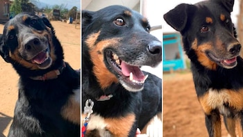 Luego de regresar al refugio,