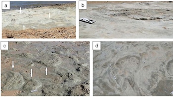 Descubren huellas de dinosaurios de