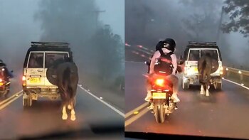 Amarrado tras un campero: así