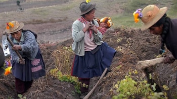 Participación femenina en el agro peruano baja a 31,2%, según el INEI. (Foto: INEI)