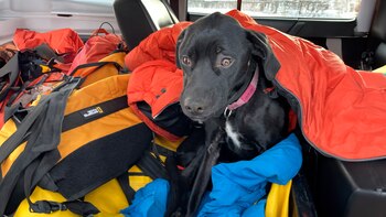 Dancer se liberó de su correa y al escapar cayó al fondo de un acantilado de 18 metros.
Perros, animales, mascotas, labrador, rescate animal