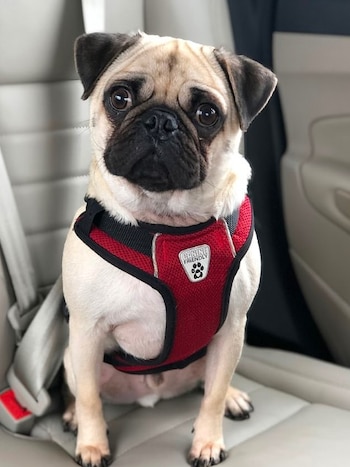 Patrick estuvo en riesgo de