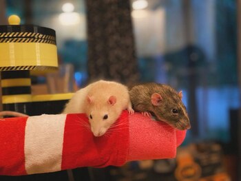 Ambas ratas son muy unidas