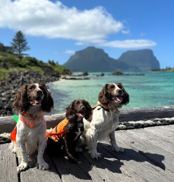 Tilly, Sooty y Willow continuarán