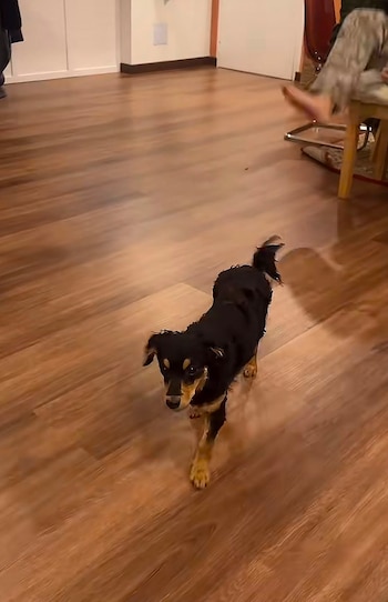 Dulce María, la perrita adoptada desde Barranquilla que protagonizó un curioso momento compartido en redes sociales-crédito alejavilleta/TikTok