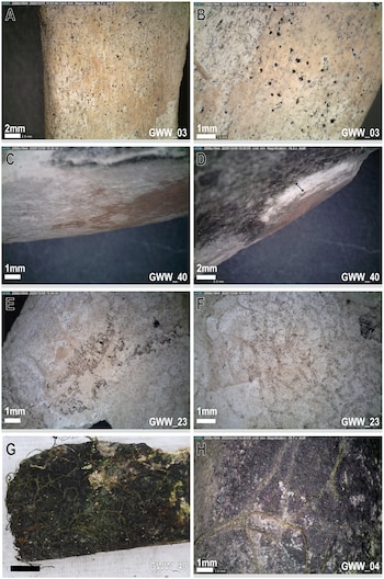 Ocho imágenes microscópicas de una superficie. Muestran textura granular, manchas oscuras, decoloración, filamentos y musgo en varias secciones