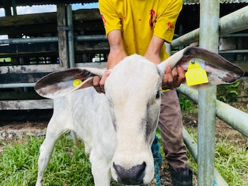 Ocho reses murieron y 231