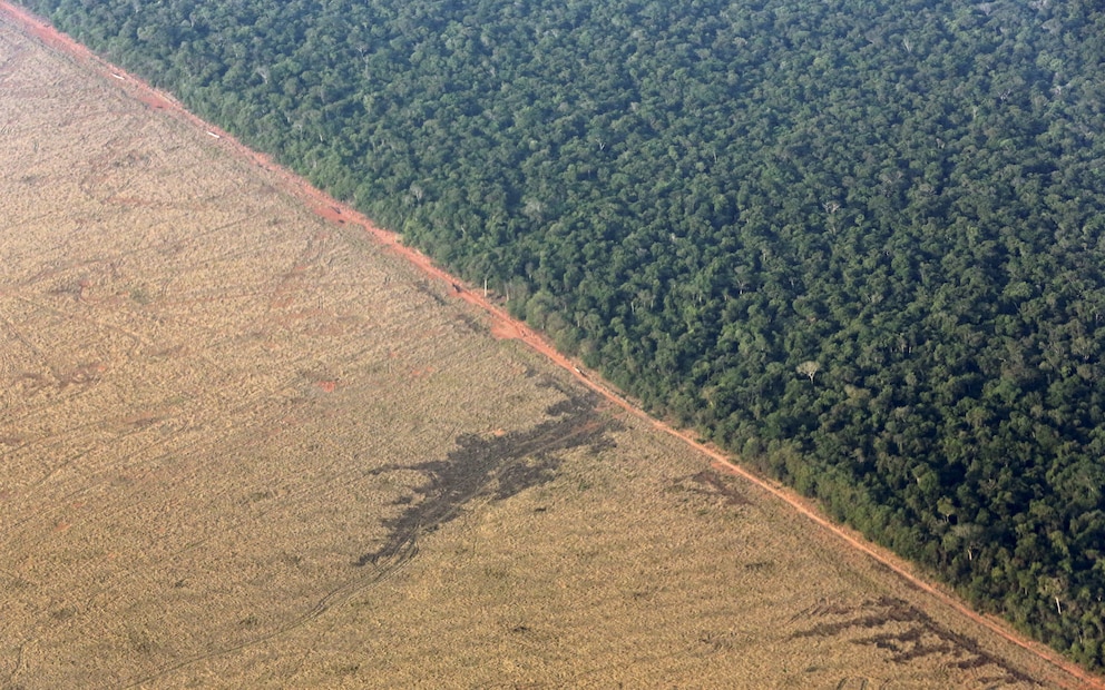 La acción humana, mayor amenaza para la Amazonía que el cambio climático, según científicos