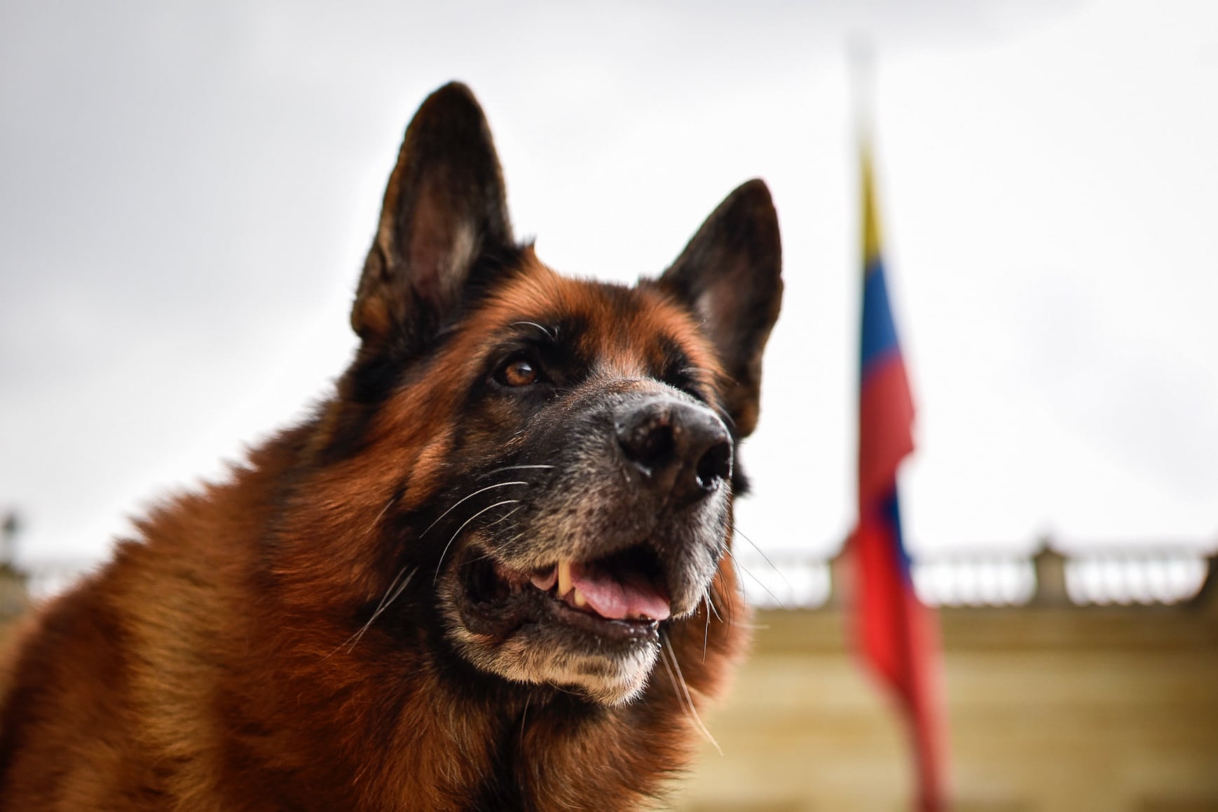 En Colombia la Ley Ángel castiga el maltrato hacia los animales - crédito Cristian Bayona / Colprensa