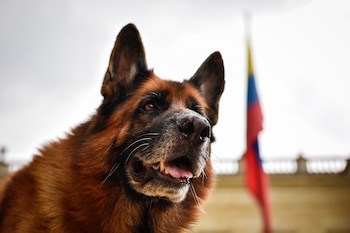 En Colombia la Ley Ángel castiga el maltrato hacia los animales - crédito Cristian Bayona / Colprensa