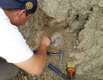 El hallazgo corresponde a una