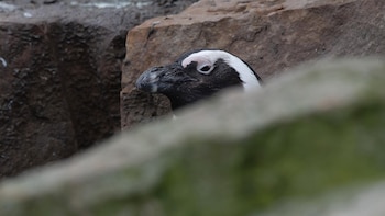 Poblaciones enteras de pingüinos africanos