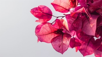 Agua de flor de bugambilia: