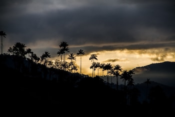 Colombia declara el Santuario de Flora Palmares de Tochecito, el núcleo más importante para la conservación de la palma de cera