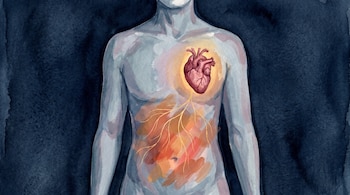 Ilustración de acuarela de torso humano sin rostro sobre fondo oscuro, con corazón rojo y abdomen cálido conectados por líneas doradas.