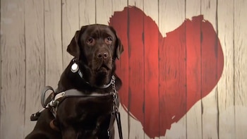 Telecinco sustituye ‘First Dates’ por ‘Dog Dates’: una edición especial de citas protagonizadas por perros acompañados de sus dueños