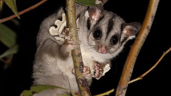 Olga Martín Carrera señala que