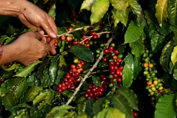 Una mujer recolecta granos de café en un cultivo de Sao Paulo (Brasil), en una fotografía de archivo. EFE/Fernando Bizerra Jr.