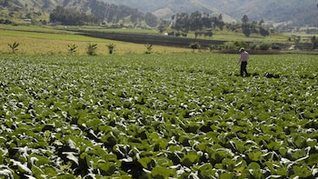 agricultura - superficie de cultivos