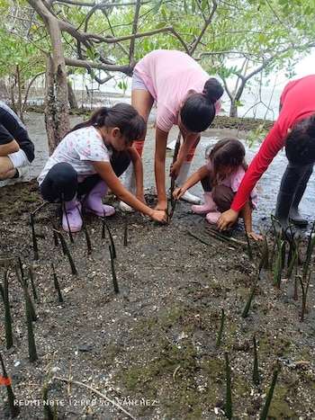 Los manglares protegen del oleaje fuerte, funcionan como criadero de peces y retienen más carbono que los bosques tropicales, según la nota. (Foto cortesía Mudecop Manzanillo)