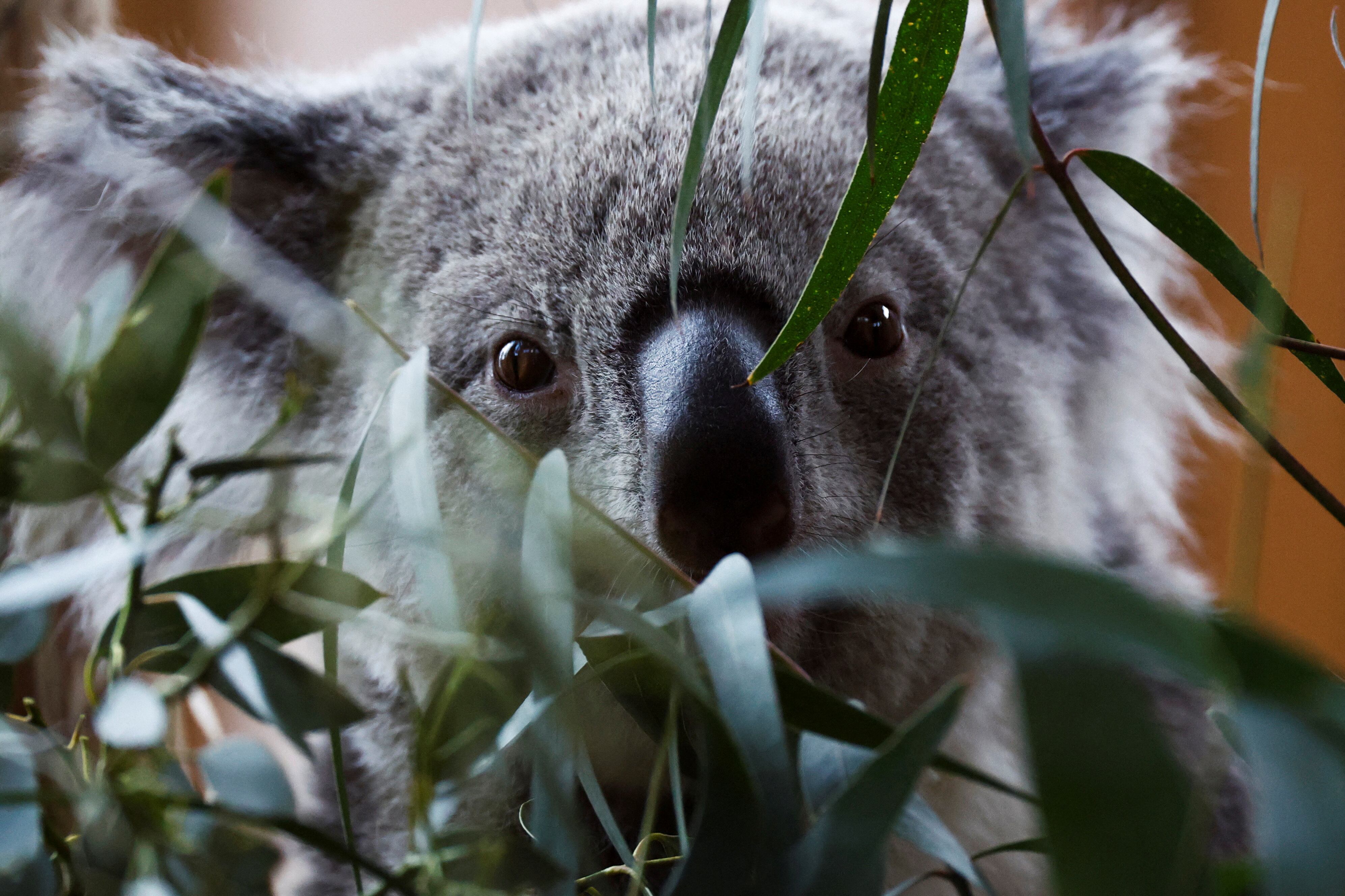 Un sistema de análisis genético ayuda a identificar poblaciones vulnerables, fomenta la colaboración entre expertos y promueve planes eficaces de conservación nacional - (REUTERS)