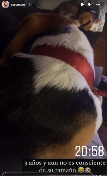 Las mascotas de Cassandra Sánchez