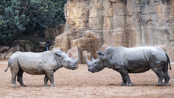 Ami, junto a otro rinoceronte en el Bioparc Valencia. (Bioparc Valencia)