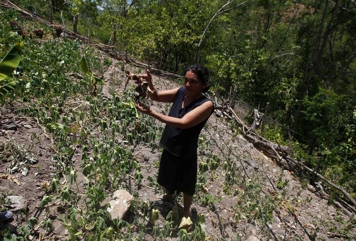 FOTO DE ARCHIVO. Autoridades y agencias de la ONU coordinan acciones en territorio para mitigar impactos de la sequía. (Foto: REUTERS/Jorge Cabrera)