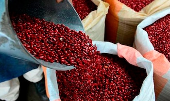El frijol nicaragüense domina actualmente el mercado hondureño debido a la alta demanda. (FOTO: Blogs UNAH)