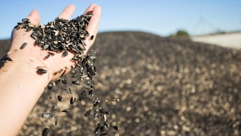 Louis Dreyfus Company (LDC) invertirá 346,6 millones en una planta procesadora de girasol y soja en Argentina