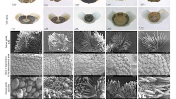 Descubrieron un nuevo tipo de
