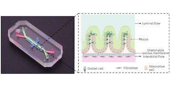 Modelo de intestino en chip