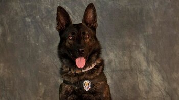 Este valiente perro sirvió a