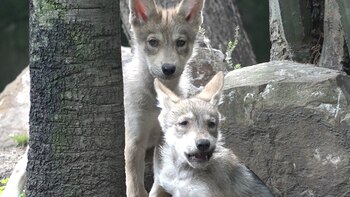 Foto: Juan Vicente Manrique/Infobae.