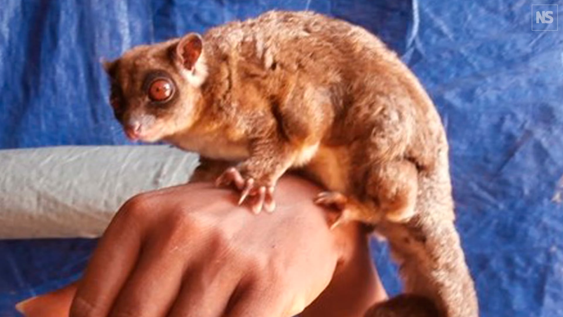 Investigadores confirman el hallazgo de dos especies de mamíferos que se creían extinguidas desde hace 6.000 años en Papúa Occidental (YouTube/Tim Flannery)