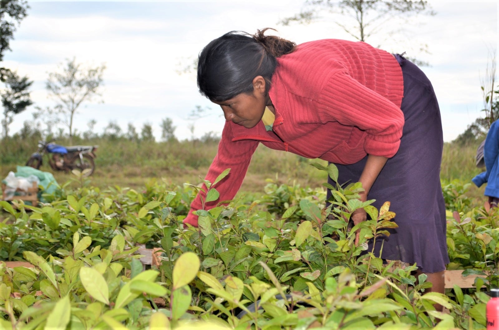 Las cooperativas yerbateras de Misiones enfrentan colapso financiero a causa de precios bajos y falta de competitividad en el mercado