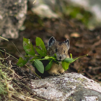 Este roedor es muy escurridizo