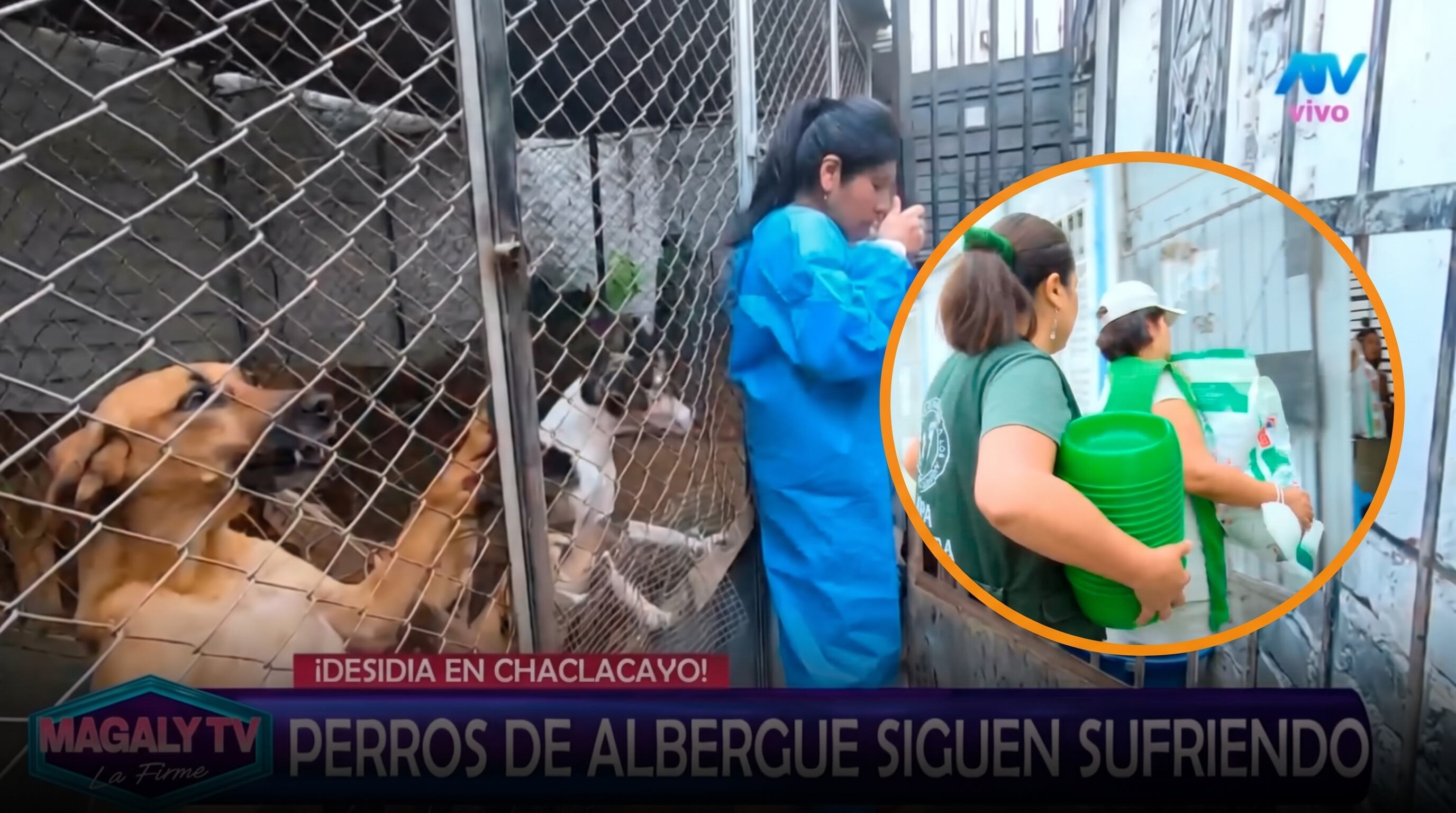 ASPPA llegó a albergue de Chaclacayo tras llamado de Magaly Medina y lleva comida y medicina para los animales: “No están solos, esto es crueldad”