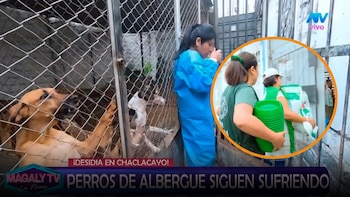 ASPPA llegó a albergue de Chaclacayo tras llamado de Magaly Medina y lleva comida y medicina para los animales: “No están solos, esto es crueldad”