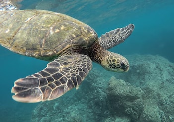 Una tortuga marina con las aletas extendidas sumergida en agua clara junto a unas rocas