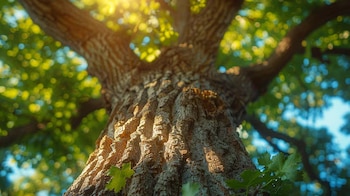 Durante los próximos cuatro años,