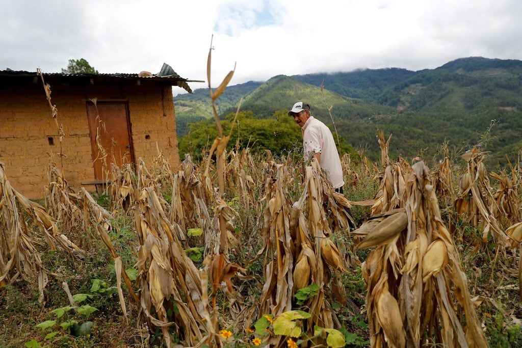 El Ministerio de Agricultura atribuyó la suba del maíz blanco a la menor disponibilidad, al impacto del clima en el sur y oriente de Guatemala y a la reducción de las reservas locales. (DCA)