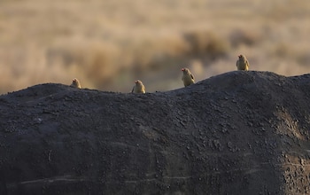 Corredores de vida silvestre pueden ayudar a los animales de Kenia