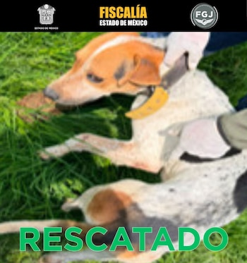 Rescate maltrato animal La Granja de Chopos Ixtapaluca Edomex