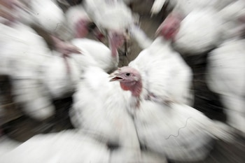 La carne del pavo tiene