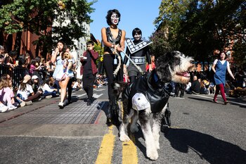 Un traje de Jean Simmons, de Kiss, no podía faltar, y un bernedoodle lo portó con orgullo.