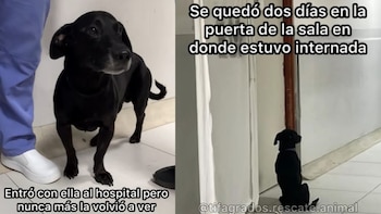 Su dueña murió y él