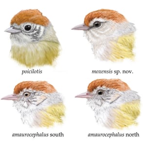 Durante años, los ejemplares del Beni fueron identificados como poblaciones aisladas de Hylophilus poicilotis y Hylophilus amaurocephalus, dos verdillos de Brasil (Gentileza, estudio Una nueva especie de verdillo de Bolivia del grupo Hylophilus poicilotis/amaurocephalus (Vireonidae), publicado en Avian Systematics)
