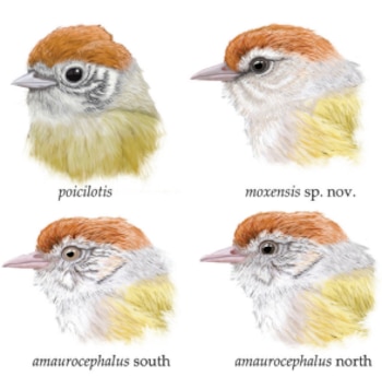 Cuatro cabezas de aves ilustradas con coronas anaranjadas, caras grises y pechos amarillos, junto a sus nombres de clasificación